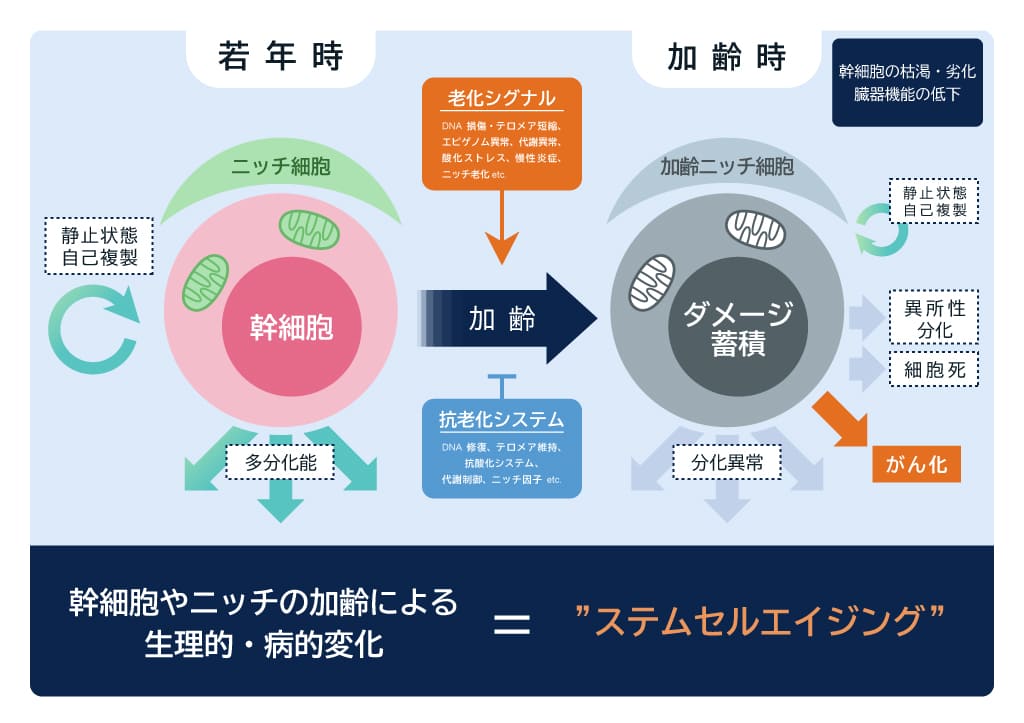 加齢による生理的・病的変化