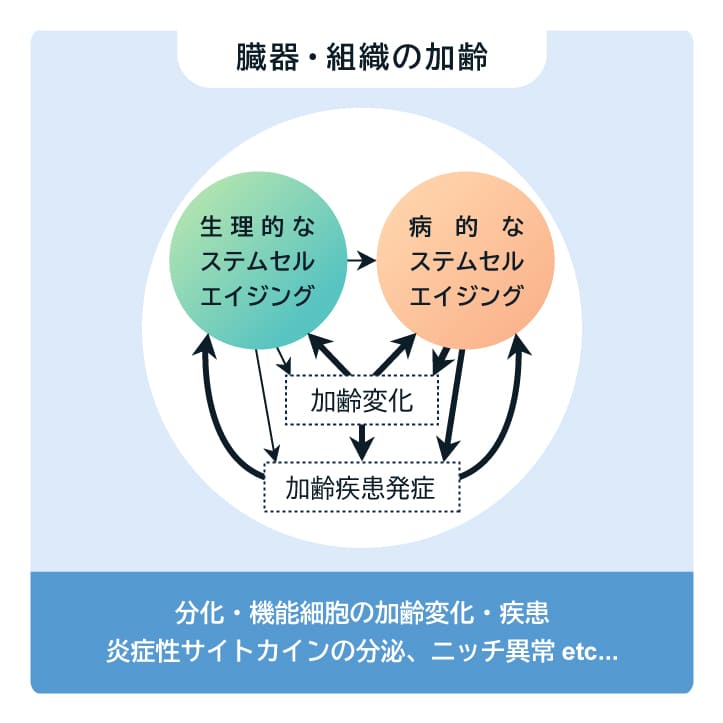 臓器・組織の加齢