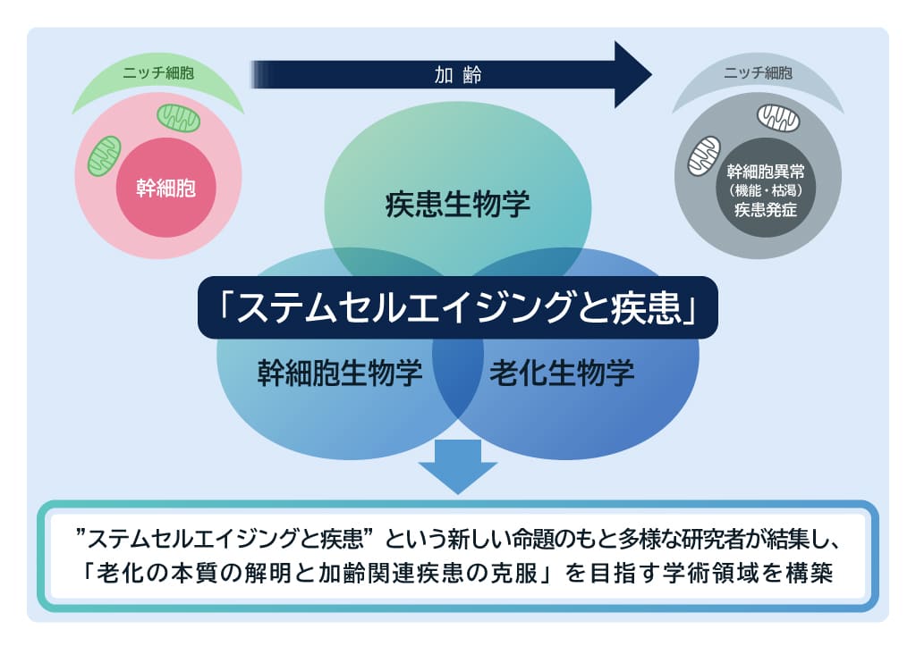 ステムセルエイジングと疾患